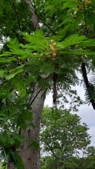 Anadenanthera colubrina cebil