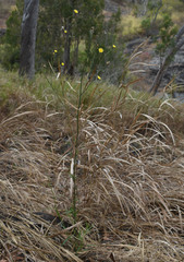 Picris angustifolia