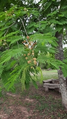 Anadenanthera colubrina cebil