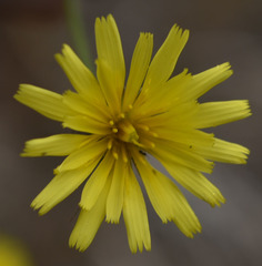Picris angustifolia