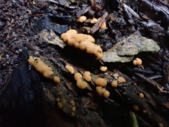 Sphaerosporium lignatile