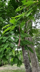 Anadenanthera colubrina cebil