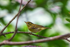 Phylloscopus goodsoni