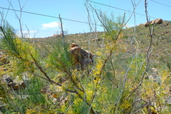 Anginon paniculatum