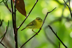 Phylloscopus goodsoni
