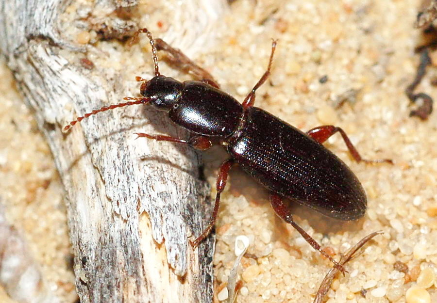 Belopus filiformis