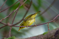 Phylloscopus goodsoni