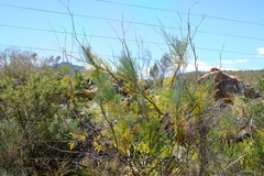 Anginon paniculatum