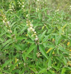 Croton bonplandianus