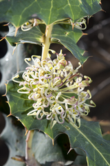 Hakea amplexicaulis
