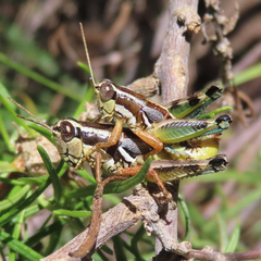 Phaedrotettix palmeri