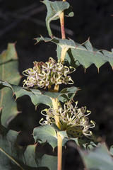 Hakea amplexicaulis