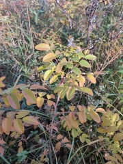 Rosa × majorugosa