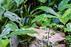 Pnoepyga pusilla