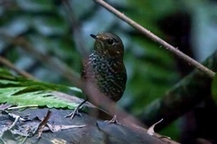 Pnoepyga pusilla