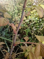 Rosa × majorugosa