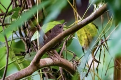 Pnoepyga pusilla