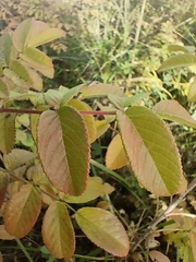 Rosa × majorugosa