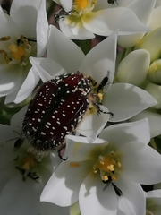 Trichostetha capensis capensis