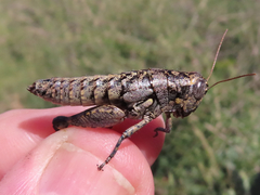 Phaulotettix eurycercus