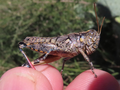 Phaulotettix eurycercus