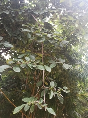 Diospyros chloroxylon