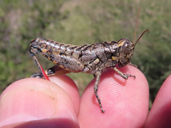 Phaulotettix eurycercus