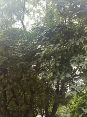 Diospyros chloroxylon