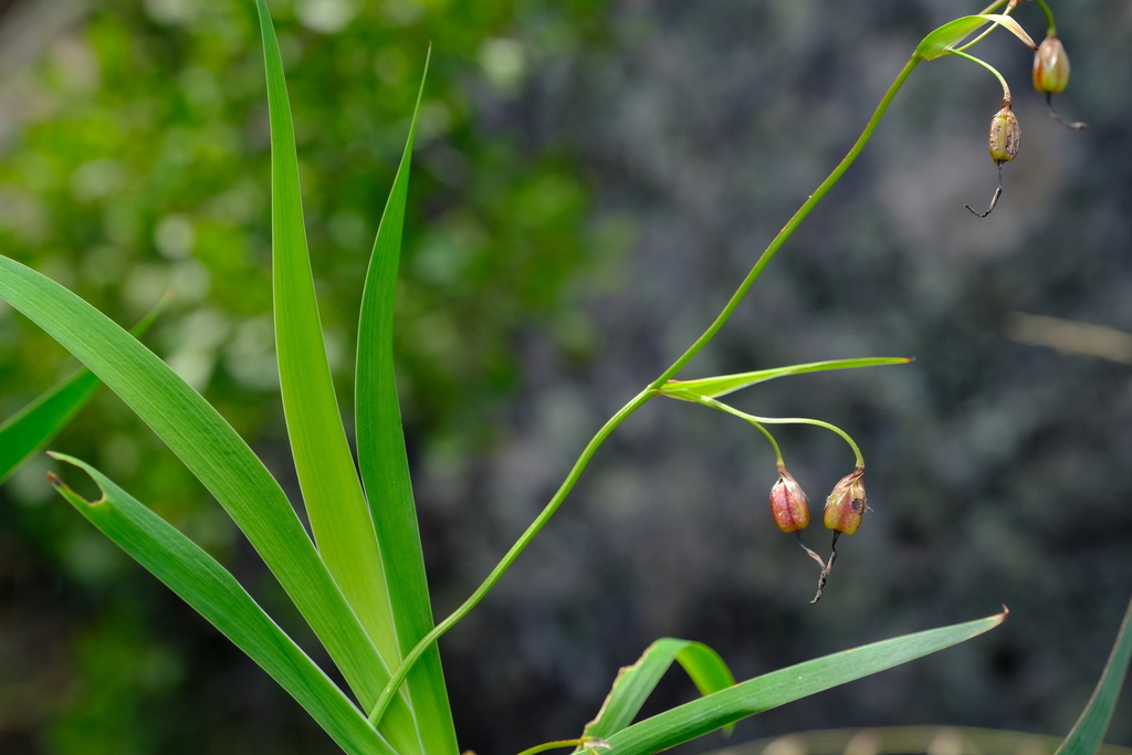 Aristea singularis