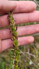 Prasophyllum elatum