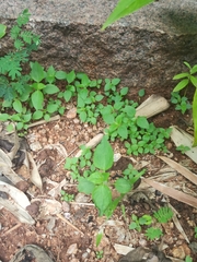 Acalypha indica