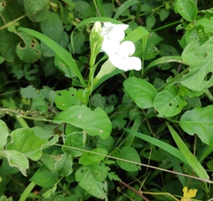 Asystasia gangetica