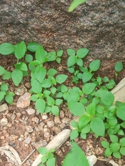 Acalypha indica