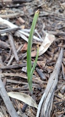Calochilus gracillimus