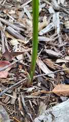 Calochilus gracillimus