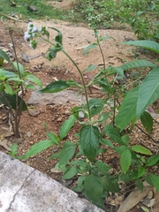 Ageratum conyzoides