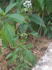 Ageratum conyzoides