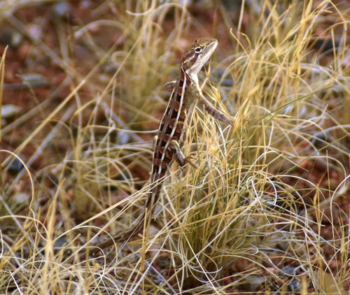 Granulated two-lined dragon, Diporiphora granulifera
