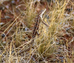 Diporiphora granulifera