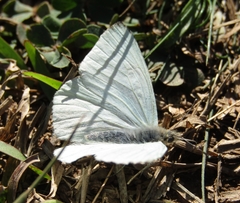 Hesperocharis