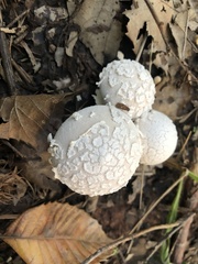 Lycoperdon mammiforme
