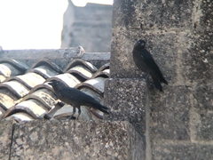 Corvus monedula