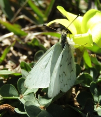 Hesperocharis