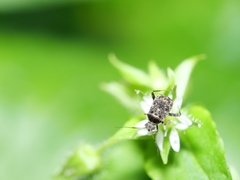 Charagochilus longicornis