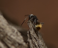 Polyrhachis senilis