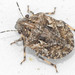 Phimodera humeralis - Photo 由 kisstamas 所上傳的 (c) kisstamas，保留部份權利CC BY-NC