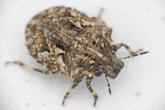 Phimodera humeralis