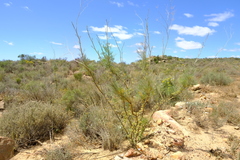 Anginon paniculatum