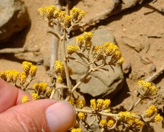 Helichrysum aureofolium