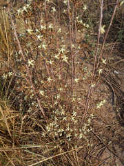 Jacaratia corumbensis
